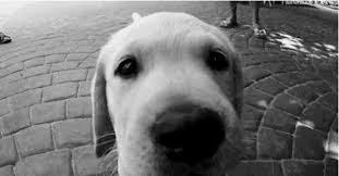 Discover and share the best gifs on tenor. Top 30 Puppie Dogs Eyes Gifs Find The Best Gif On Gfycat