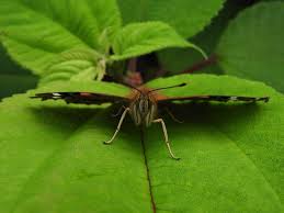 Hawaiian Entomological Society