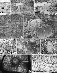 Image result for Diclis reptans