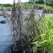 Image result for Pancovia holtzii