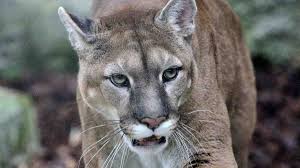 Native to the americas, its range spans from the canadian yukon to the southern andes in south america and is the most widespread. This Isn T The End Of The Eastern Cougar Outside Online