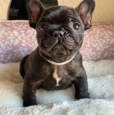 Find french bulldogs for sale on oodle classifieds. 4 Best French Bulldog Breeders In Pennsylvania 2021 Smiling Bulldogs