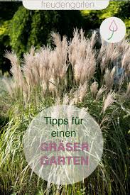 Ziergräser sind nie statisch, sie machen den wandel der. Ziergraser Fur Den Garten In 2020 Winterharte Graser Graser Im Garten Winterhart