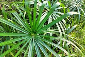 Image result for Cyperus amauropus