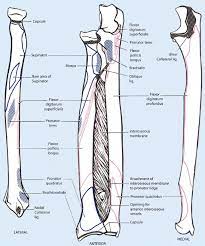 Radius, in anatomy, the outer of the two bones of the forearm when viewed with the palm facing all land vertebrates have this bone. 9 Schematic Drawing Of Both The Radius And The Ulna Left And Right Download Scientific Diagram