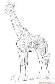 Giraffe drawing lessons and step by step drawing tutorials. How To Draw A Realistic Giraffe Step By Step Drawing Tutorials Giraffe Coloring Pages Giraffe Drawing Drawing Tutorial
