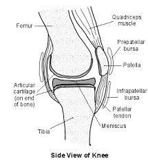 Image result for Prepatellar Bursa Injection
