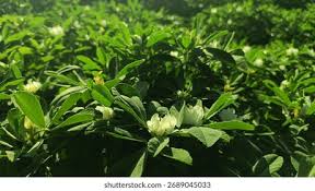 Image result for Trigonella