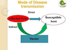 This Image Of The Mode Of Disease Transmission Clearly Shows The Relationship A Vector Presents Between The Host And T Direct And Indirect Transmission Disease