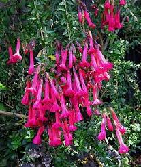 Image result for Cantua