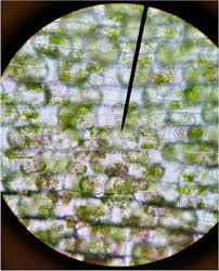 Image result for Coleus lasianthus