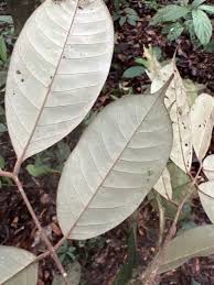 Image result for Anthonotha macrophylla