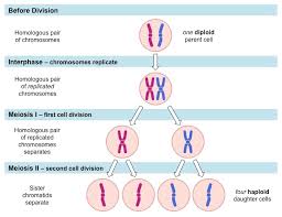 Check spelling or type a new query. Meiotic Division Bioninja