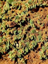 Image result for Euphorbia granulata