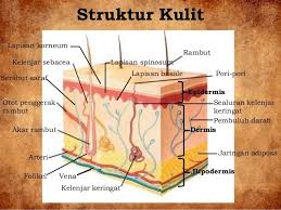 Sebutkan 6 Fungsi Kulit Brainly Co Id
