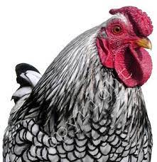 He shows no aggression anymore, and never leaves the coop due to the pain of walking. Silver Laced Wyandotte Chicken Silver Laced Wyandotte Bant Flickr