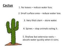 Both forms are correct, but cacti is more common in published writing. 1 4 Adaptations