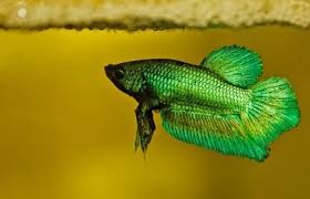 Are Those Fry Tails I See Sticking Out Of The Bubbles Betta Saltwater Aquarium Fish Betta Fish