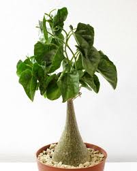 Image result for Oxyanthus goetzei