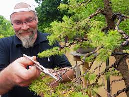 Firstly it's one of the best bonsai outlets i've ever. Japanese Trained Bonsai Artist Kifu Bonsai