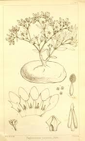 Image result for Raphionacme hirsuta