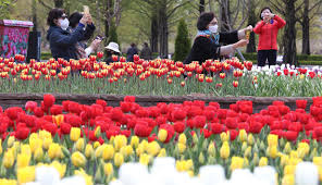 Selama ini saya kira kalau bunga sakura itu hanya di jepang saja. Foto Pesona Indah Bunga Tulip Bermekaran Saat Musim Semi Di Korea Lifestyle Liputan6 Com