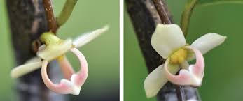 Image result for Indigofera soutpansbergensis