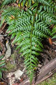 Image result for Rumohra adiantiformis