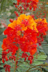 Red Bird Of Paradise Arizona Pin On Arizona Flowers