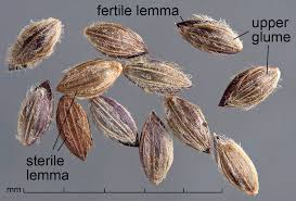 Image result for Digitaria acuminatissima