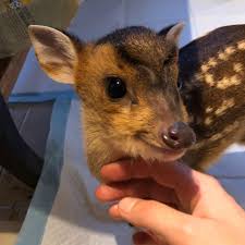 There is one small species, the muntjac deer, that can be kept as a house pet in a similar vein elizabeth on november 27, 2017: Bibi The Baby Muntjac Deer Home Facebook