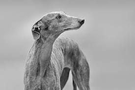 Five common causes of dog hair loss dog hair loss can have a number of causes, ranging from disease or infection to a psychiatric disorder. 5 Common Causes Of Hair Loss In Dogs Ovsh