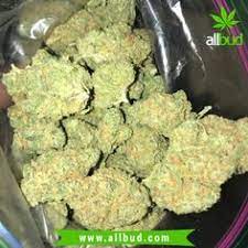 At the present time approximately 1000 named cultivars are listed, of which over 500 have been registered with the royal horticultural society in london which is. Allbud Com Allbud Profile Pinterest