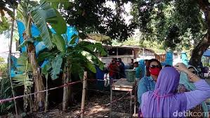 Penggerek batang (odoiporns longicollis) hama ini bertubuh kecil dan bersayap yang menyerang dengan cara menggerek batang pisang sehingga. Daun Pisang Berwarna Putih Yang Viral Disebut Mirip Kafan Mulai Layu