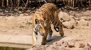 Set in prettily landscaped gardens, the en. Can You Identify These Animals You D Find In A Zoo Howstuffworks