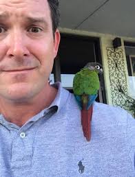 Found Green Cheek Conure in Billerica, Middlesex County, MA
