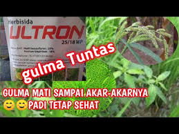 Rumput laut masuk ke dalam kelompok algae dan terdiri dari beberapa tipe seperti alga cokelat, alga merah, dan alga hijau. Herbisida Ultron Cara Mudah Membasmi Gulma Pada Tanaman Padi Rumput Mati Padi Aman