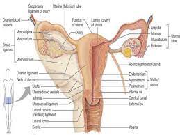 The area containing these organs is called the vulva. Female Internal Anatomy Anatomy Drawing Diagram