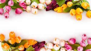 We did not find results for: Free Photo Flower Background Beautiful Blossom Botany Free Download Jooinn