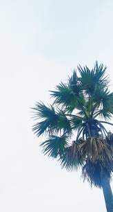 Palm Tree Bangladesh Nature Palm Trees Natural Beauty