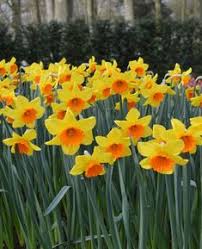 Daffodil Red Devon Landscaper Special In 2020 Daffodils Plant Flower Bulbs Daffodil Gardening