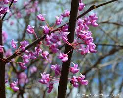 Image result for Cercestis congensis