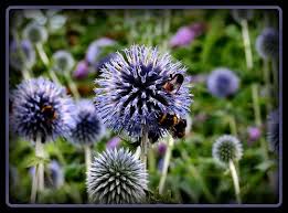 Ab In Den Garten Garten Bugs And Insects Flowers
