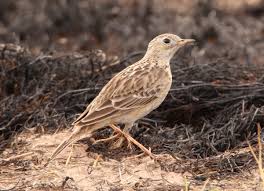 Any of various songbirds of the genus anthus and related genera, having brownish speckled. Sprague S Pipit Partners In Flight