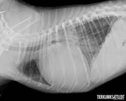 Dilatative Kardiomyopathie Tierklinik Sattledt