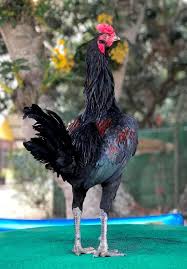Thai Rooster Ayam