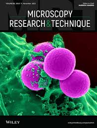 Image result for Endostemon tereticaulis