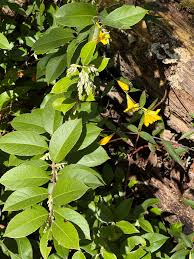 Image result for Aeollanthus homblei