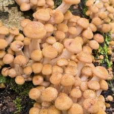 Setelah miselium memenuhi keseluruh beg cendawan, susunkan ke atas rak dengan cara merebahkannya. Kulat Madu Armillaria Mellea Garden Seeds Market Penghantaran Percuma