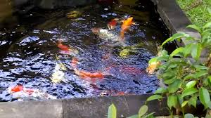 Hindari di bawah pohon, agar kotoran seperti daun dan ranting tidak mudah mengotosi kolam ikan. Ikan Koi Di Kolam Sederhana Samping Rumah Youtube